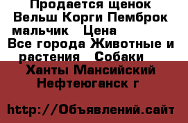 Продается щенок Вельш Корги Пемброк мальчик › Цена ­ 65 000 - Все города Животные и растения » Собаки   . Ханты-Мансийский,Нефтеюганск г.